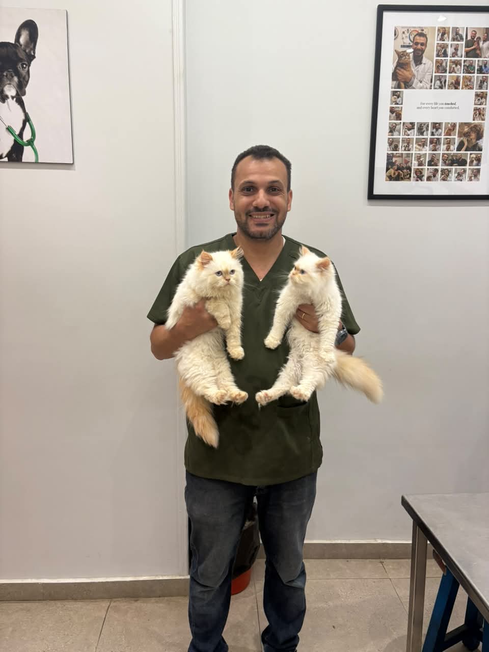 طبيب بيطري يحمل قططاً بيضاء في العيادة
